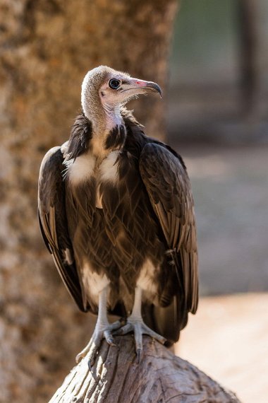 004 Hoedspruit, Moholoholo Wildlife Rehabilitation Center, witkopgier.jpg